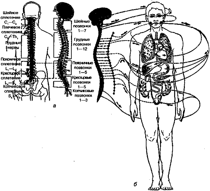 Название полостей человека. Топография человека. Топография частей тела человека. Полости туловища человека. Топография туловища.