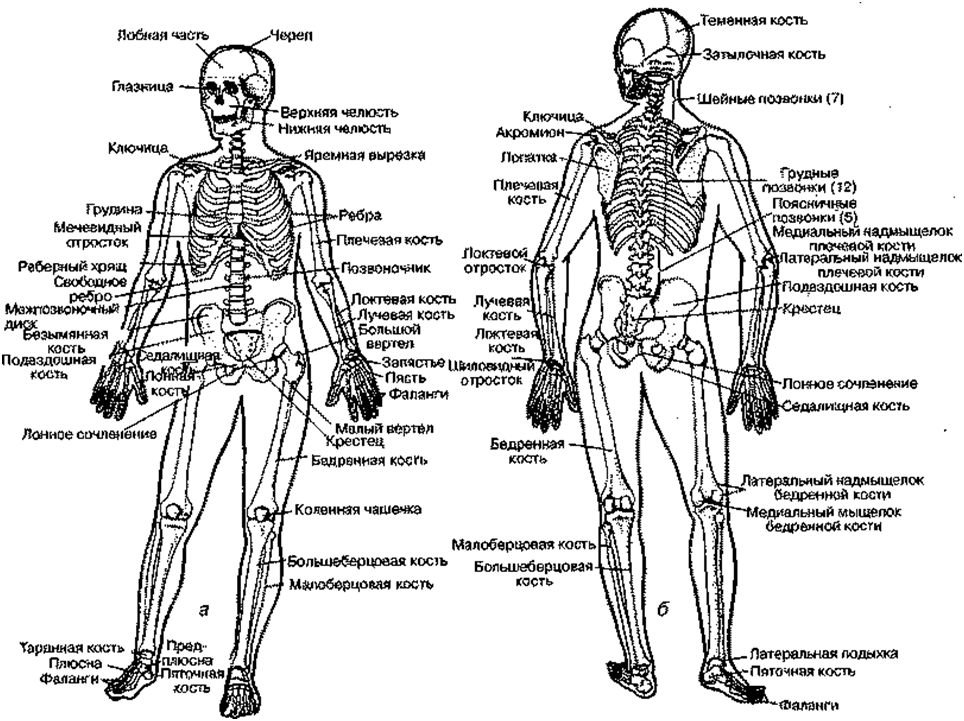 Название организма человека. Анатомия строение скелета человека и органов. Топография систем и органов человека.